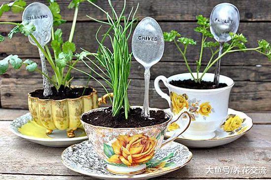 家里的旧物改造成植物标签, 捡来的木棍和石头都用上了