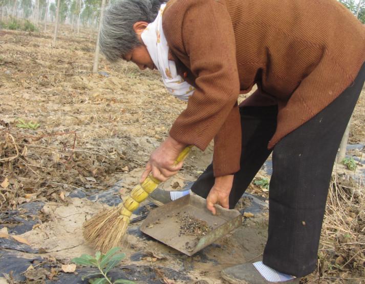 农村大娘地里专找一种“黑豆子”, 一找就是一天, 真的值得吗?