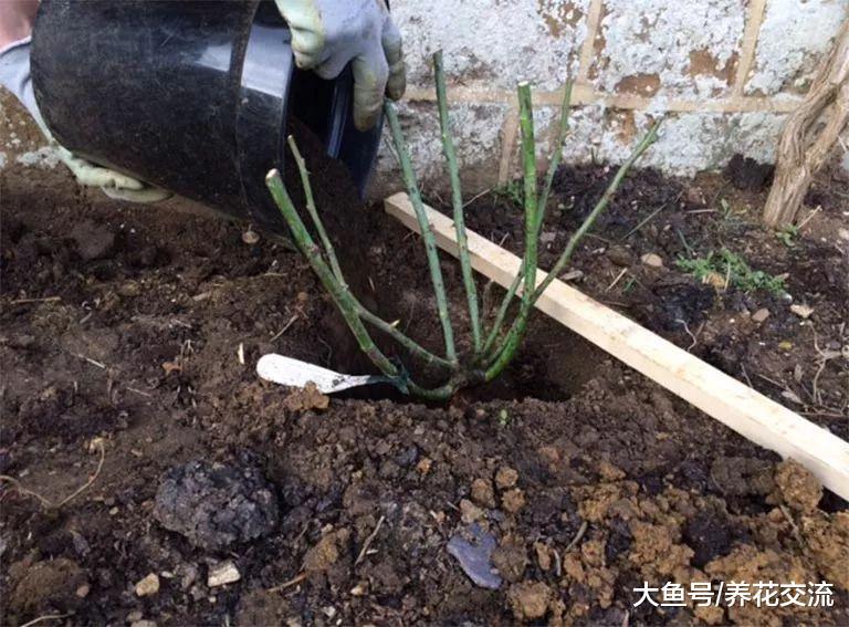 新买的裸根月季花, 用这种方法种土里, 两周就能生根发芽