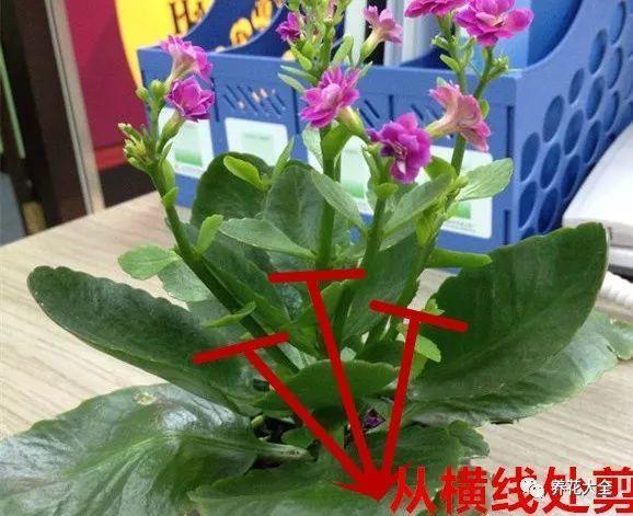刚刚偷学了一招, 用手轻轻一掐, 这些花一开半年不是事!