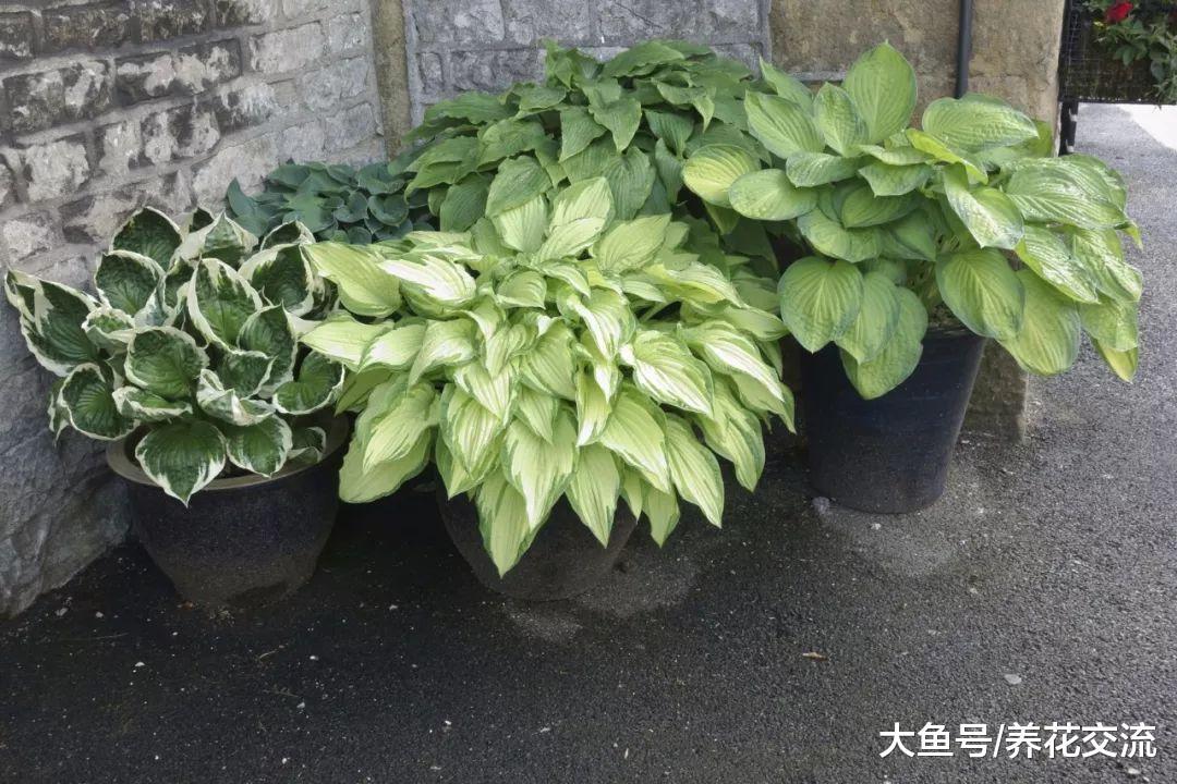 没养过花的朋友都养不死的7种植物, 耐养的盆栽就选它们