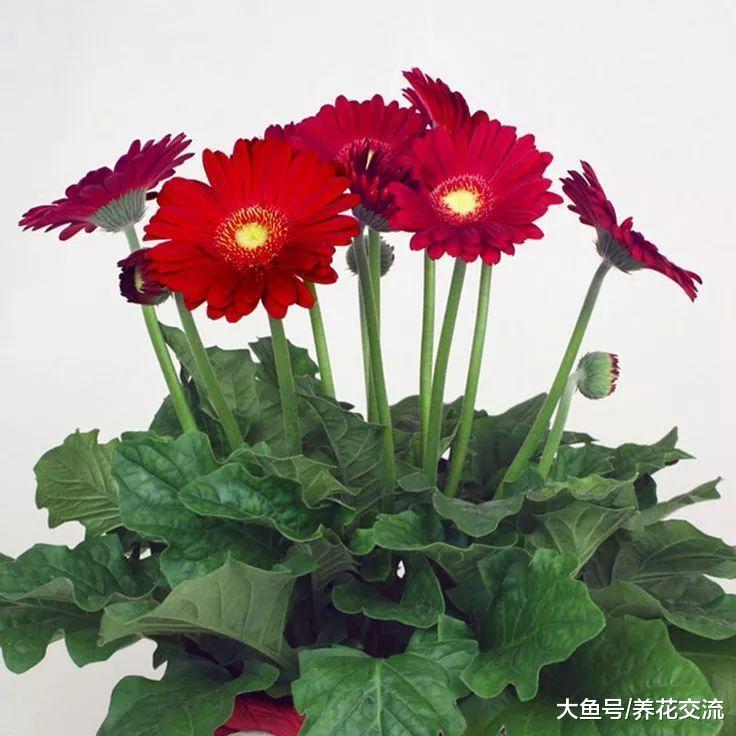 担心新房有有害污染气体, 可以养这几种绿植