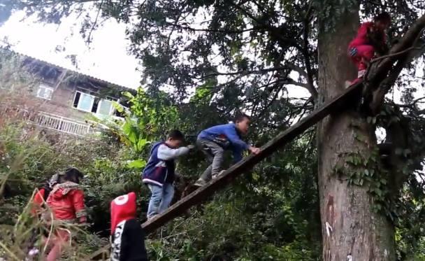 农村十几个小孩抢着爬上这棵树, 树上有啥吃的? 你小时候也这样?