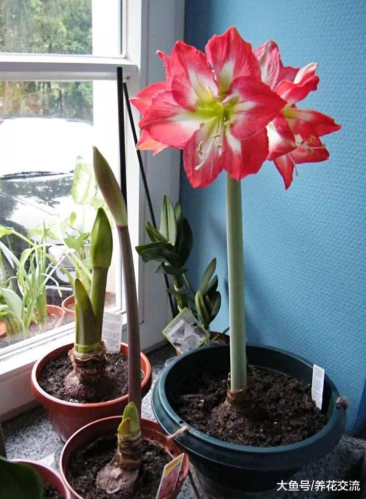 朱顶红花朵枯萎后不要丢, 这样养年年都能开花, 还能分株繁殖