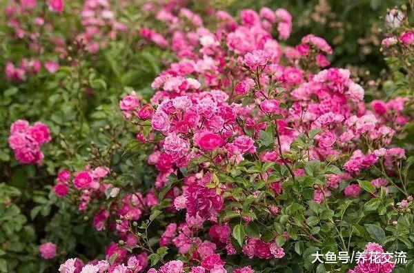 这种喝剩下的渣滓用来养花有13个好处, 变成健康无害的有机肥