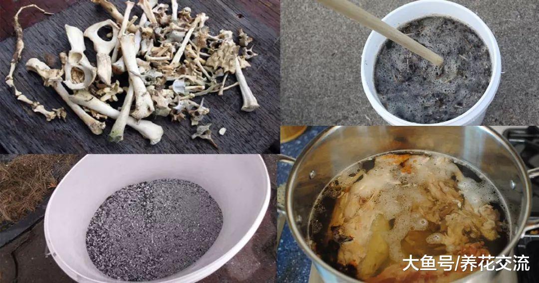 新年在家里用骨头制作骨粉、骨肥茶, 再也不怕花卉不能开花