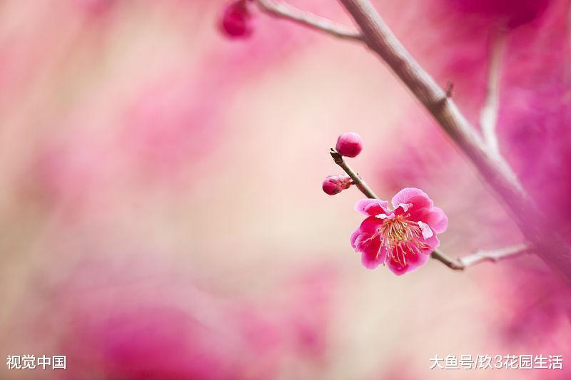 家居养花之梅花的栽培与养护