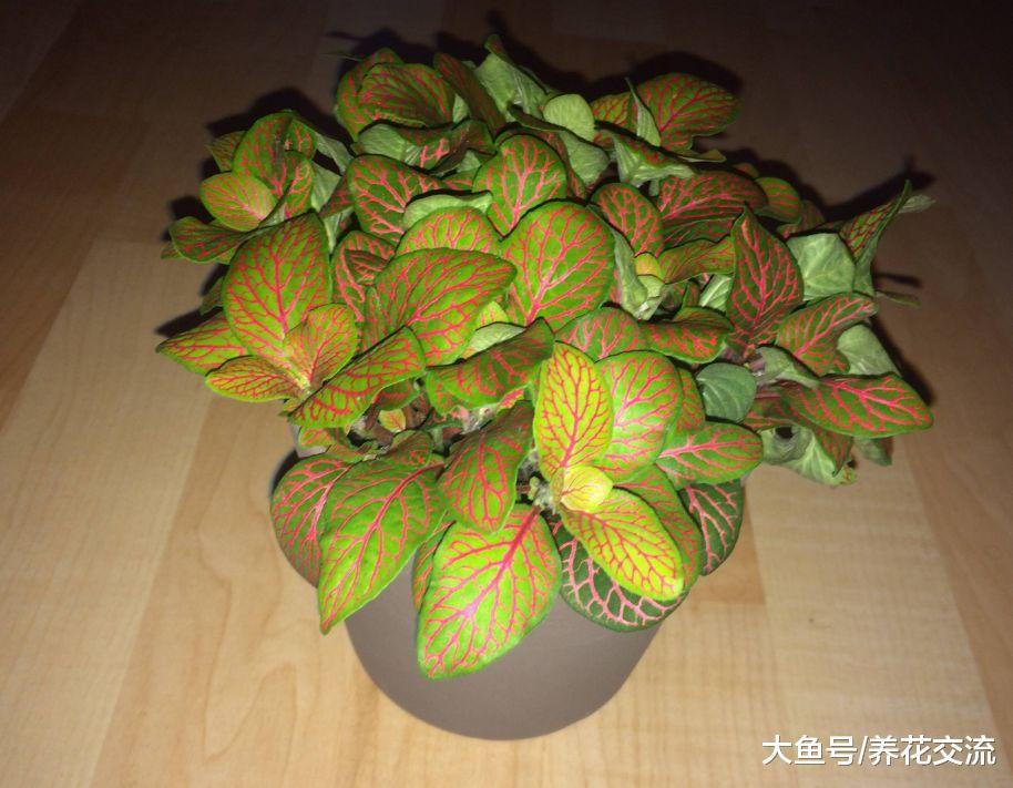 这10种植株小巧的盆栽花卉, 养桌面上就特别吸引目光