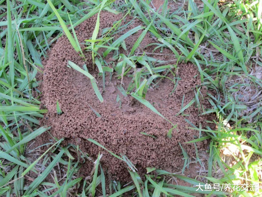 食用醋兑水就能杀虫除菌, 还能让栀子花、茶花年年开花