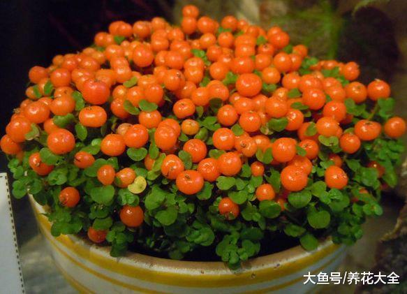 巴掌大一盆花, 却能结果上百个