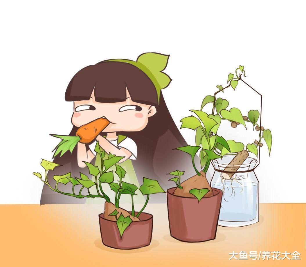 玉米地瓜, 丢水里就是漂亮盆景, 家里一片绿意盎然