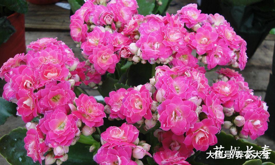 长寿红掌年前这样一打理, 过年的时候准能开爆盆!