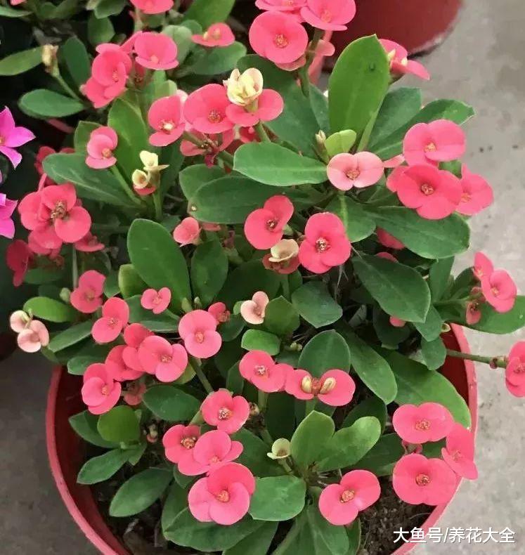 老祖宗传下来的20句养花谚语, 句句都到点子上, 太实用