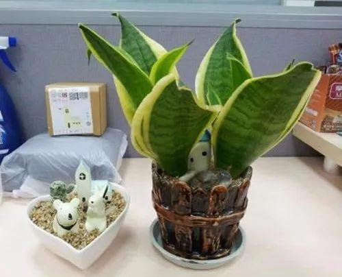 这些植物放在一起养, 可以产生意想不到的反映呢!