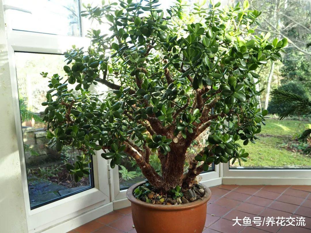 养室内我最喜爱的多肉植物, 将玉树养成两三米高的大树