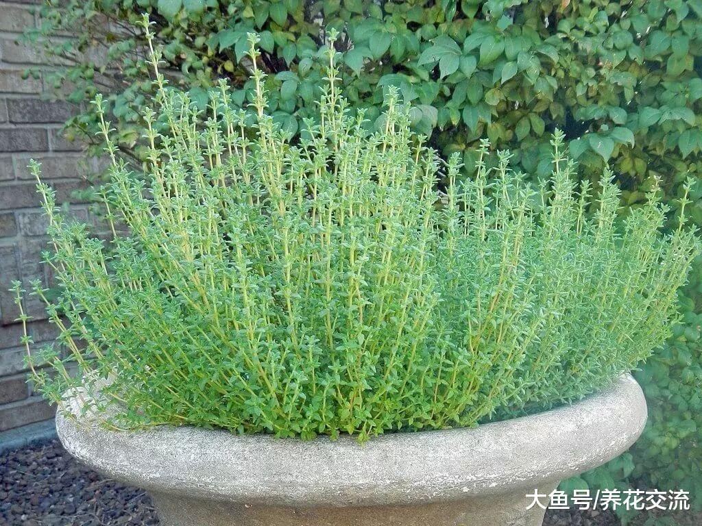 可以用花盆种来食用的11种花卉, 家里有小孩种这些植物最佳