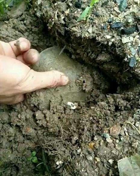 农村小伙河滩上发现一个洞, 挖出这么大点的野货, 吃了可惜了!