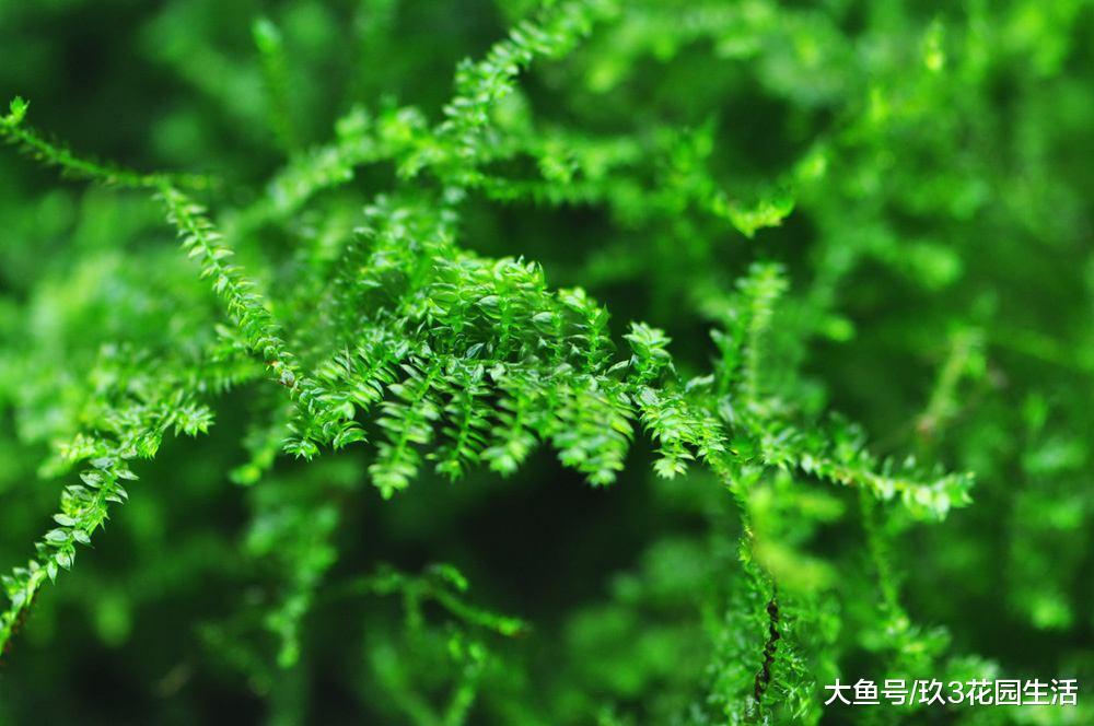 苔藓微景观中常用来做造景的植物有哪些? (二)