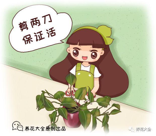 绿萝蟹爪兰叶子发黄, 1个小秘诀, 叶子油亮有光泽