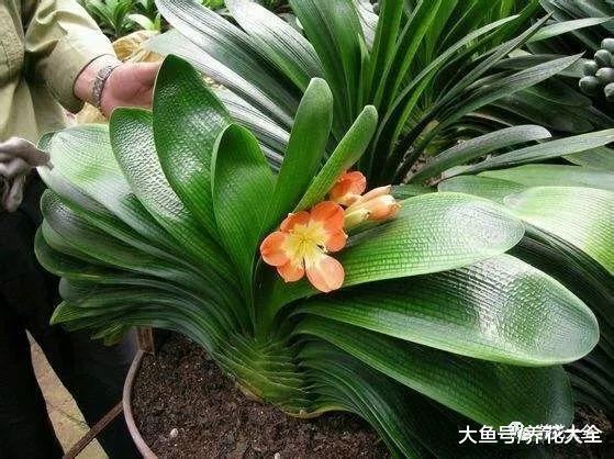 她用1斤油, 把君子兰养成了大白菜