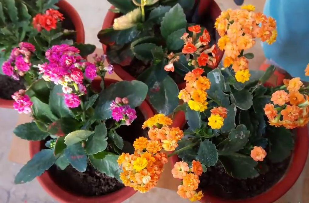 长寿花的花期这样处理, 能一直从冬季开到夏季, 花开不断