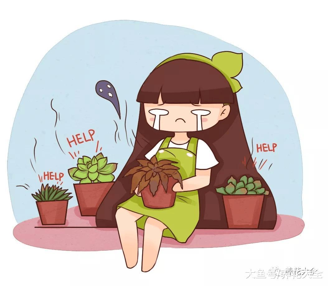 开春多肉乱浇水, 越浇死的越快, 看看你的方法对不对!