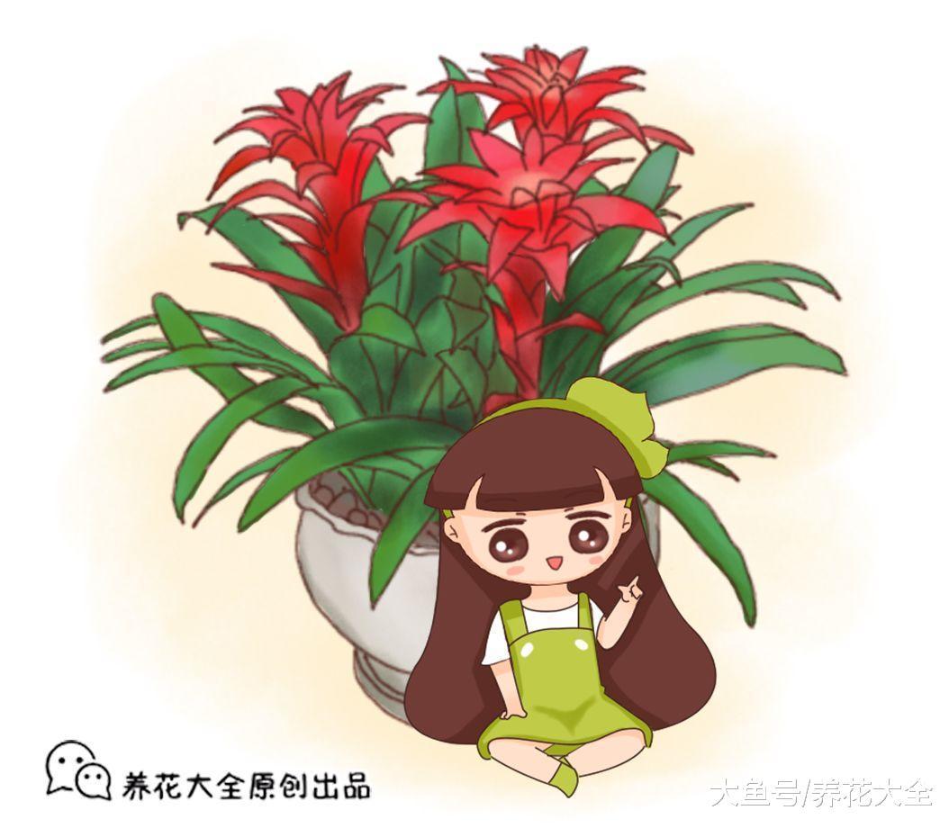 这花一开8个月, 花朵比拳头大, 漂亮还好管, 你不养一盆?