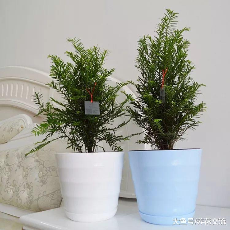 冬天养在室内耐寒的5种植物盆景, 半个月不浇水也没关系