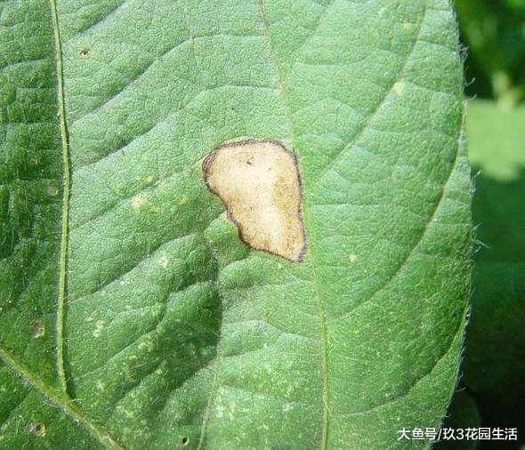 家庭养花中常见的植物病害(二)