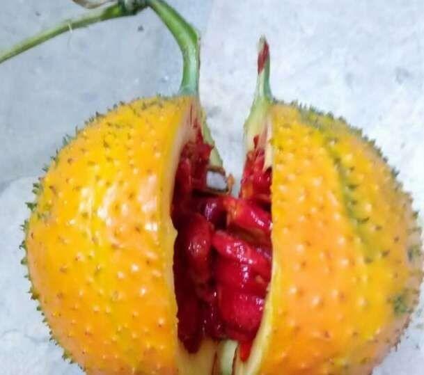 这种植物你见过吗? 农村孩子当球踢, 城里人却高价购买!