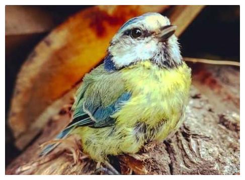 女孩出门一只小鸟飞她怀里, 仔细一瞧发现它是请求支援