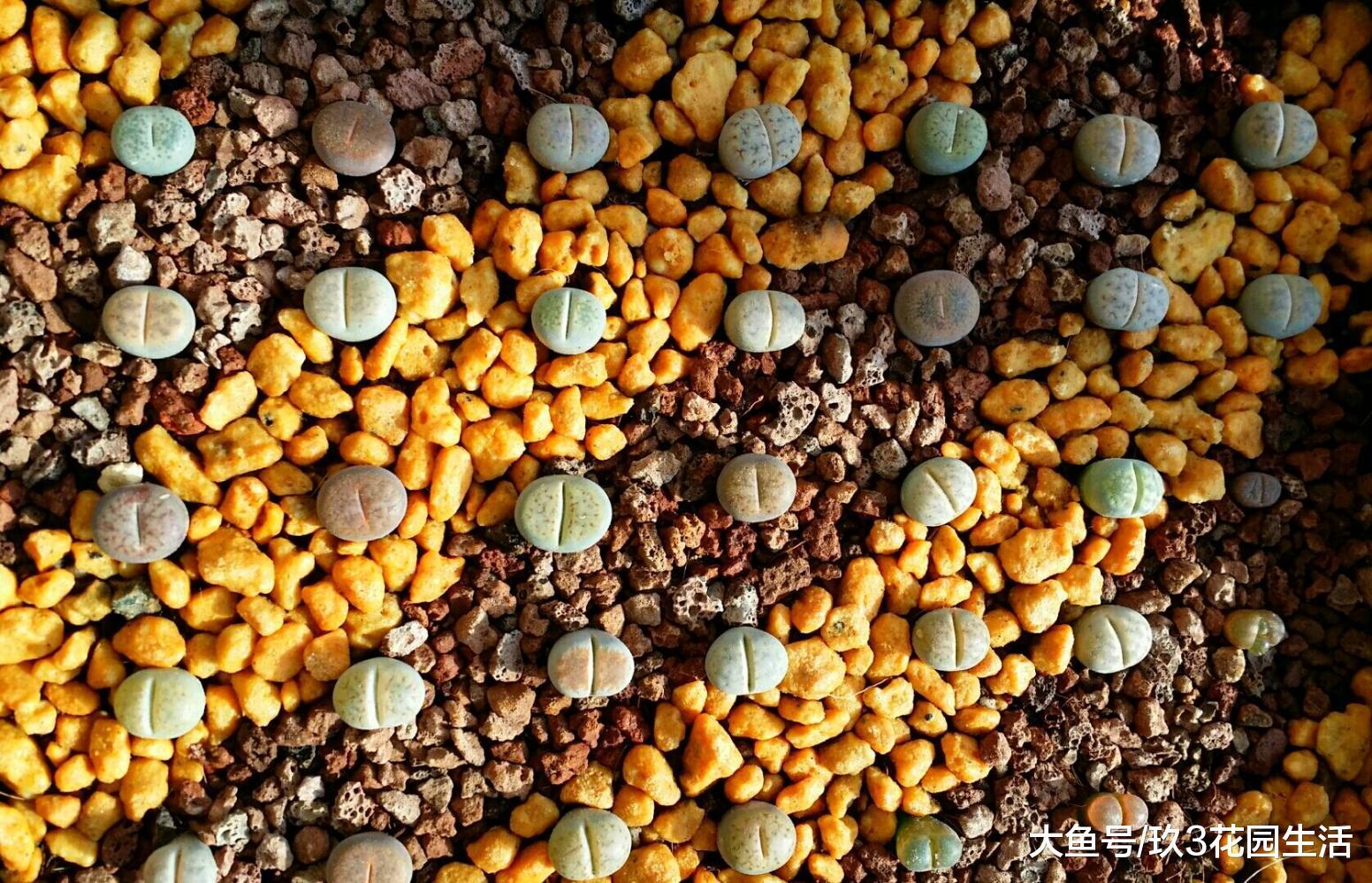 市场上最受欢迎的多肉植物有哪些?