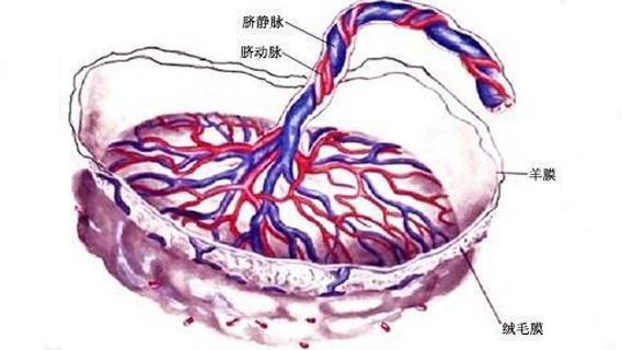 胎盘提前老化是怎么回事多半是孕期不注意这事