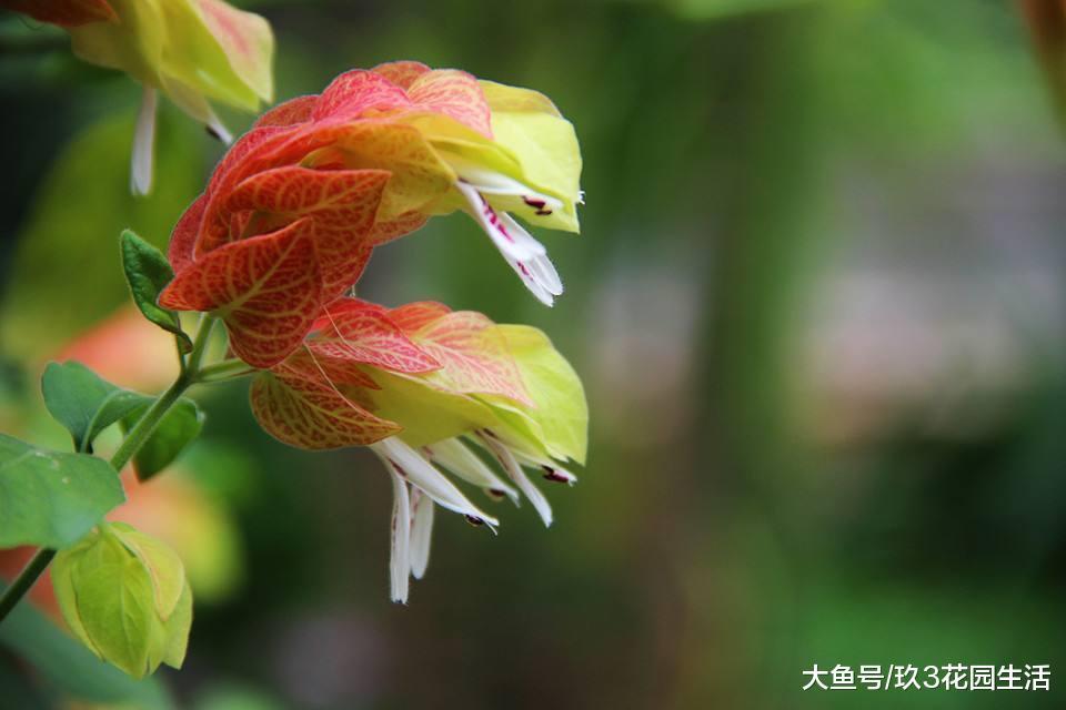 家居养花之观花绿植——虾衣花