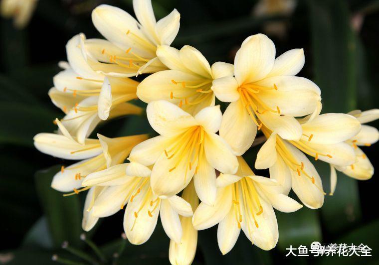 这花农村一大片, 城里人当成稀罕物