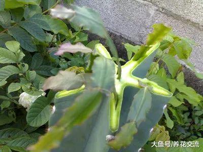 学会嫁接蟹爪兰的几个技巧, 各种仙人掌植物都能轻松驾驭