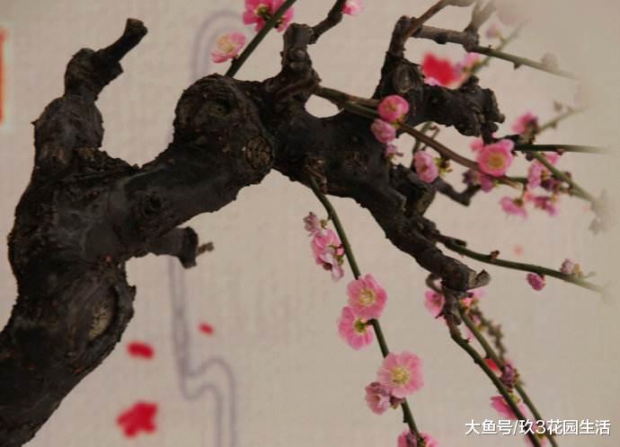 家庭养花中梅花盆景常见的造型