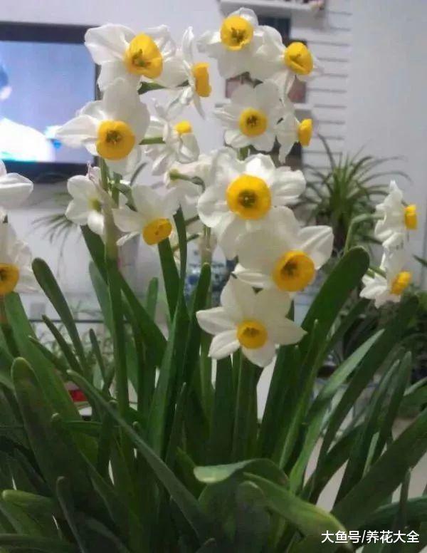 开春花市买花太多坑, 学了这些秘诀, 全看破
