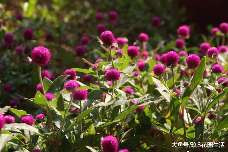 家居养花之草本花卉——千日红