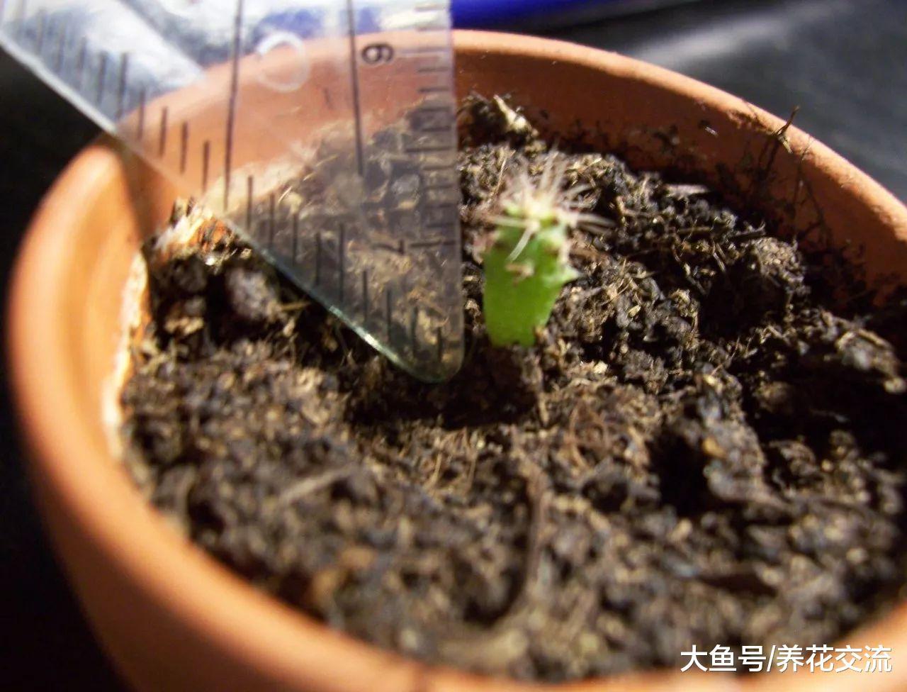 学会6种自制生根水, 枝条泡一下插土里几天就能生根了