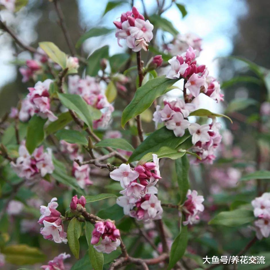 二月份最香的花卉, 晚冬的时候它们就是看不厌的