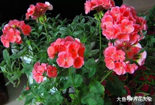这5种花, 现在掐个枝就能活, 再也不用花钱买了!