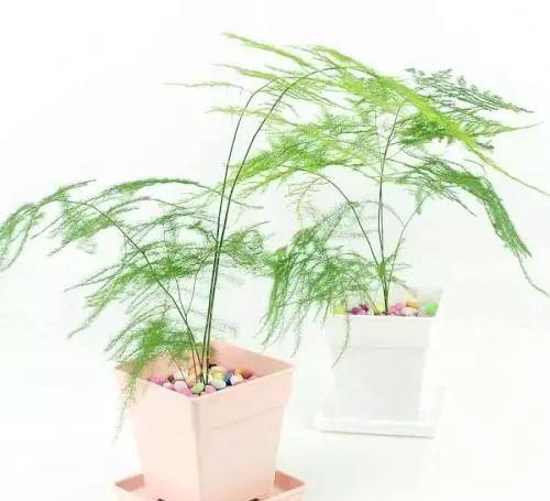 这些光线不足也照样活的植物, 2018年到了, 也该养一盆了