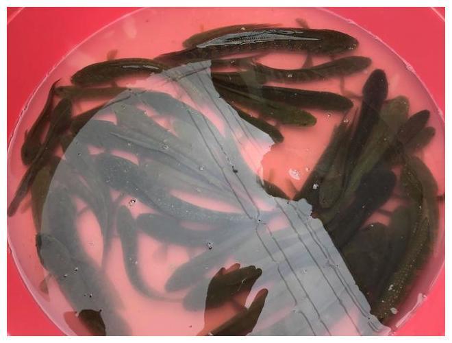 回农村小溪里钓的这种鱼, 城里一斤卖上百元, 看看你认识吗