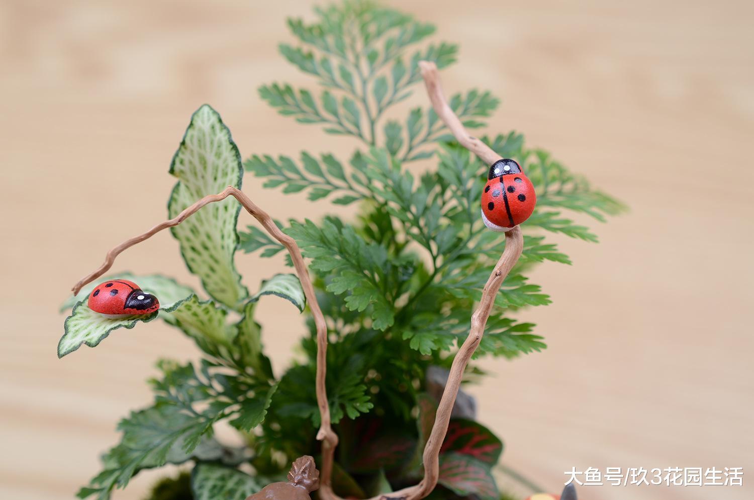 苔藓微景观中常用来做造景的植物有哪些? (二)