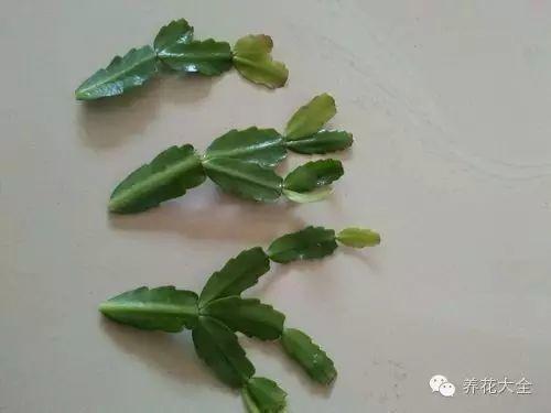 给花喝点神仙水, 大白根蹭蹭长, 秒变100盆