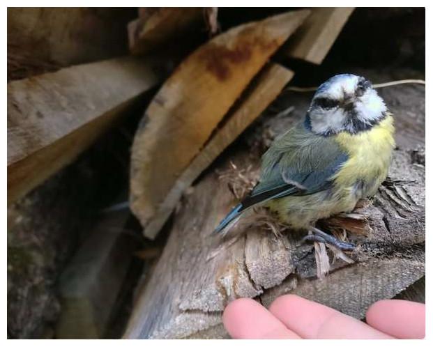 女孩出门一只小鸟飞她怀里, 仔细一瞧发现它是请求支援