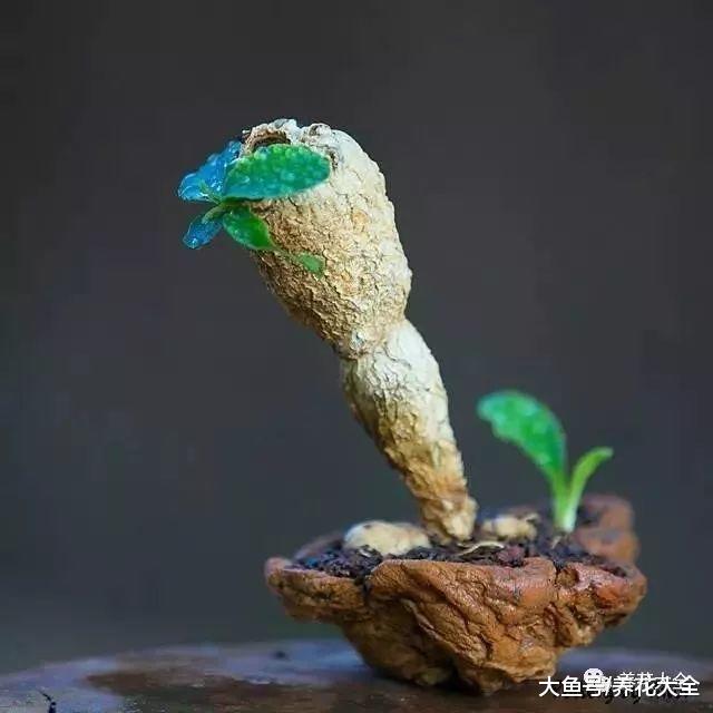 老外也爱上了中国盆景, 养出来的效果一点也不差!