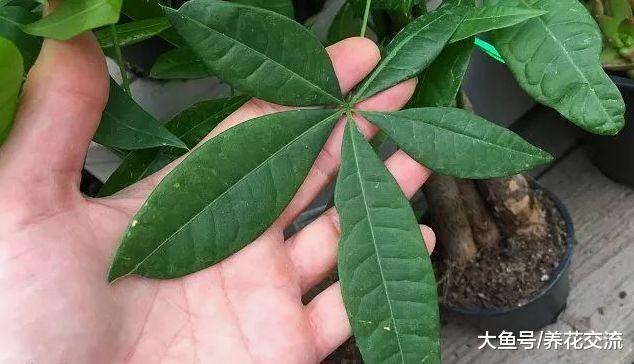 发财树这样养叶片常年都是翠绿的, 根茎还能长成辫子状