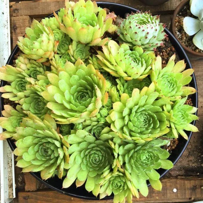 水浇的好, 代表花养成功了一半, 这几招浇水办法不得不学呀!